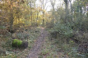 Putnoe Wood 8