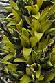 Puya chilensis 03