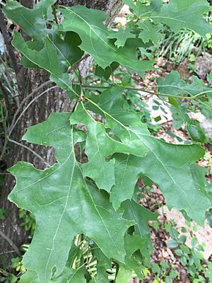 Quercus buckleyi leaves.jpg