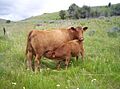Red angus cows oregon
