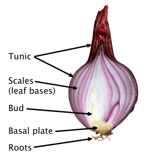 Red onion cut labelled