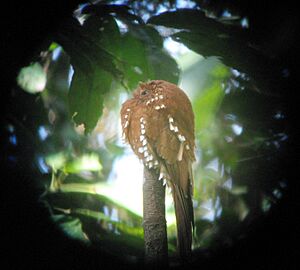 Rufous Potoo on nest