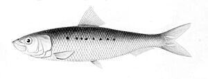 Sardinops sagax
