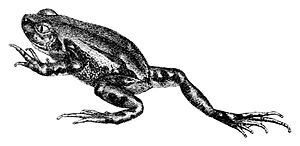 Semnodactylus wealii.jpg