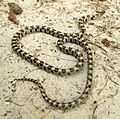 Short-Tailed Snake Central Florida