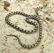 Short-Tailed Snake Central Florida