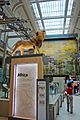 Smithsonian Hall of Mammals