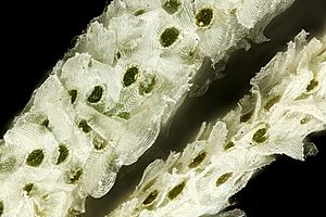Spanish moss under 20x magnification