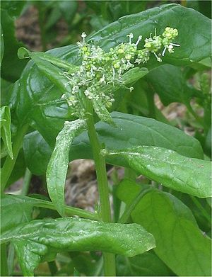 Spinacia oleracea Spinazie bloeiend