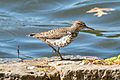 Spotted sandpiper in PP (02770)
