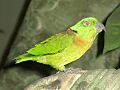 Stavenn Agapornis swindernianus 00