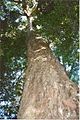 Syzygium francisii - Booyong Reserve - edited