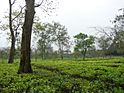 Tea Garden Srimongol Sylhet Bangladesh 1.JPG