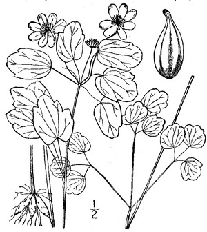 Thalictrum thalictroides (L.) Eames & B. Boivin Rue anemonef