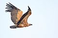 The Indian Vulture (Gyps indicus) or Long-billed Vulture.jpg