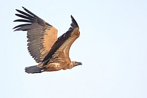 The Indian Vulture (Gyps indicus) or Long-billed Vulture