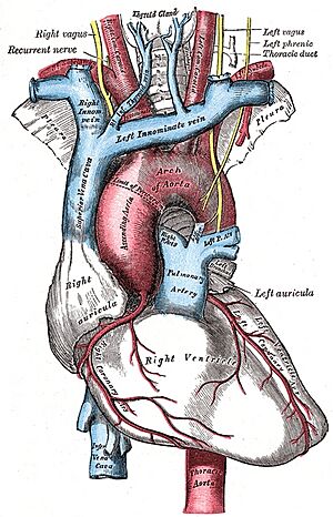 Thoracic aorta