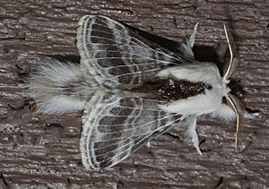 Tolype velleda – Large Tolype Moth (male) (15406319882).jpg