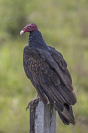 Turkey vulture (Cathartes aura) Orange Walk.jpg