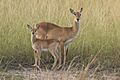 Ugandan kobs (Kobus kob thomasi) female and calf