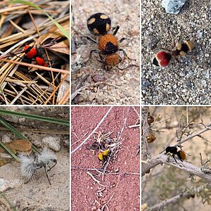 Velvet ants - female - various Dasymutilla.jpg