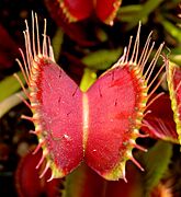 Venus Flytrap showing trigger hairs