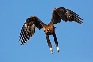 Wedge tail eagle flight Jan13