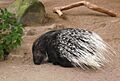 Westafrikanisches Stachelschwein