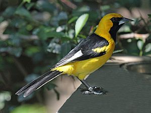 White Edged Oriole RWD2