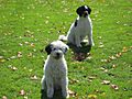 White and Black Portuguese Water Dogs