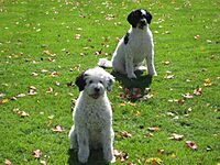 White and Black Portuguese Water Dogs