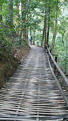 Xishuangbanna Primeval Forest Park - panoramio - Colin W (1)