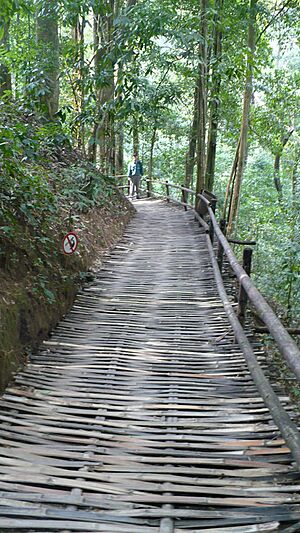 Xishuangbanna Primeval Forest Park - panoramio - Colin W (1)
