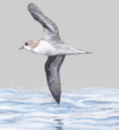 Zino's petrel sketch