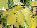 2014-10-11 12 48 07 Box Elder Maple foliage during autumn in Elko, Nevada