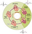 2027 Phases of the Cardiac Cycle