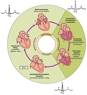 2027 Phases of the Cardiac Cycle