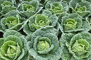 A crop of cabbages - geograph.org.uk - 7562076