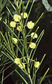 Acacia quadrilateralis