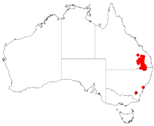 "Acacia semilunata" occurrence data from Australasian Virtual Herbarium