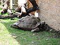 Akron Zoo Turtle