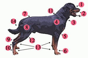 Anatomy dog