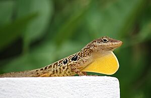 Anolis oculatus at Coulibistrie-b01