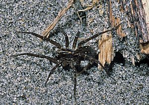 Anoteropsis litoralis-Seashore wolf spider (NZAC06001313).jpg
