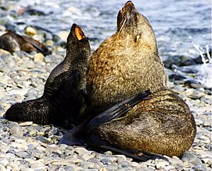 Antarctic fur seals