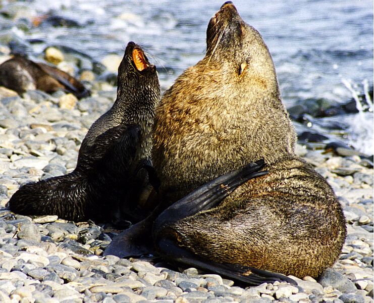 Antarctic fur seals