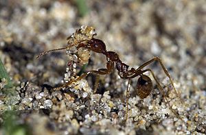 Aphaenogaster longiceps (worker) - Broulee, New South Wales, Australia