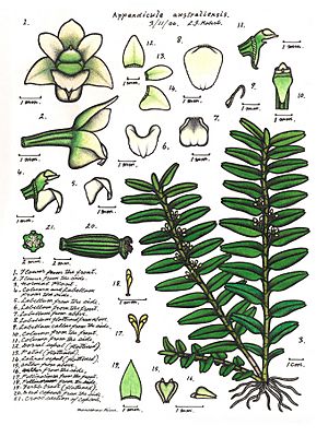 Appendicula australiensis.JPG