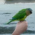 Aratinga pertinax venezuelae -Venezuela-6