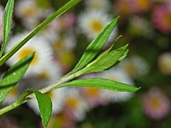 Asteraceae - Erigeron karvinskianus-2